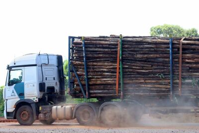 Imagem da notícia Mato Grosso do Sul projeta ampliar base florestal em 40% até 2028, com foco em sustentabilidade